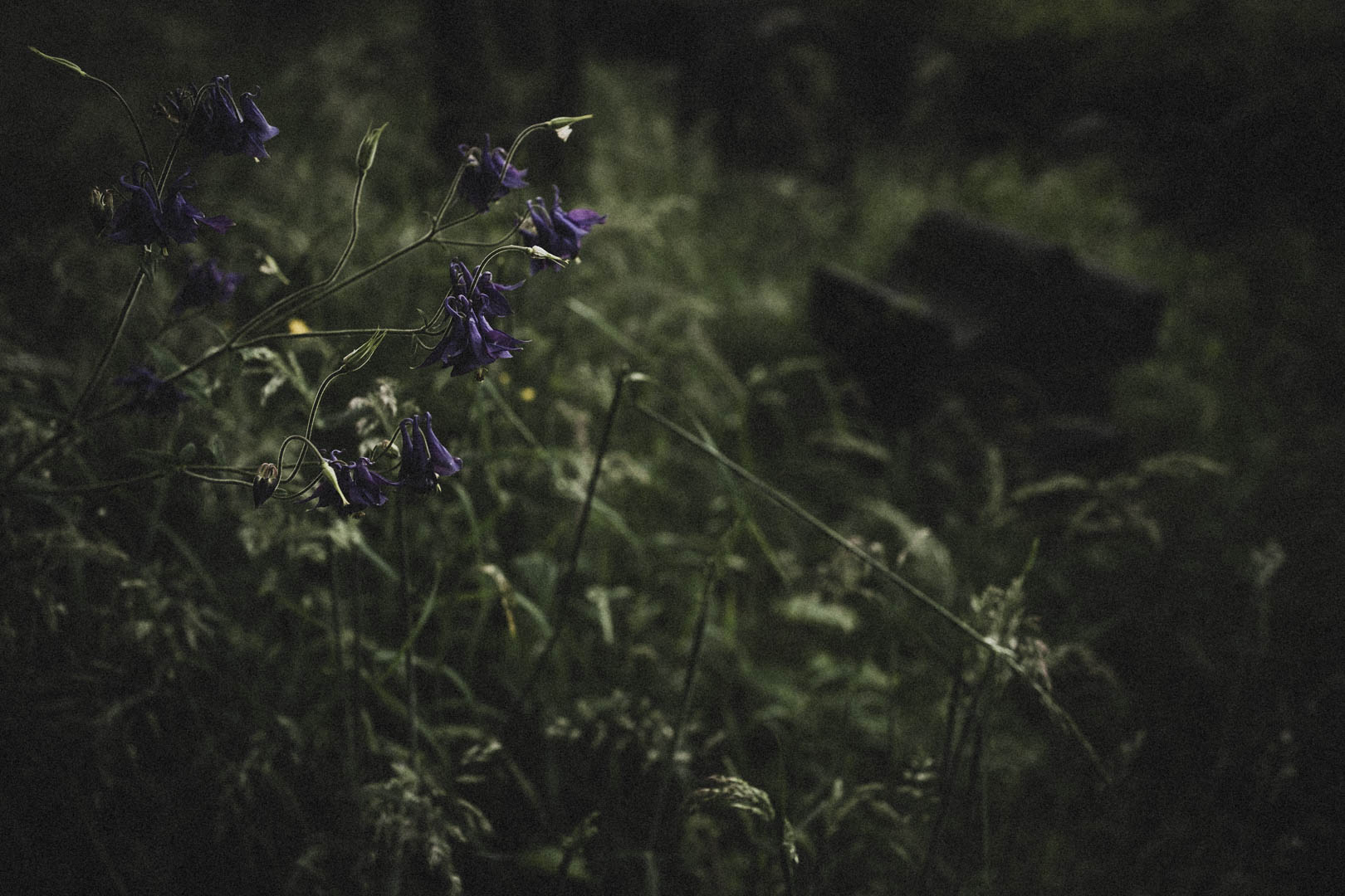 Aufenau Jüdischer Friedhof